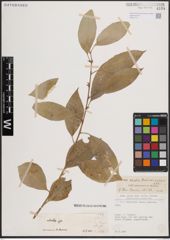 Foto von Salix excelsa var. rodinii A. K. Skvortsov
